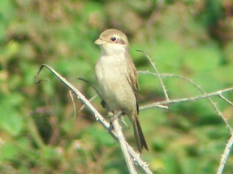 Red-backed Shrike