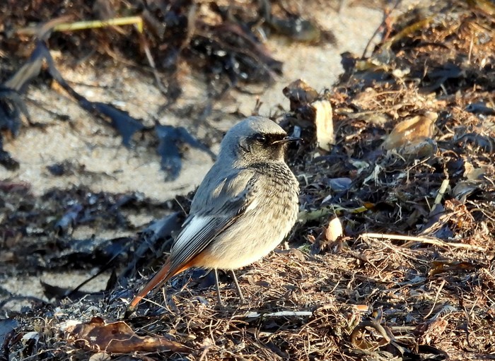 Black Redstart