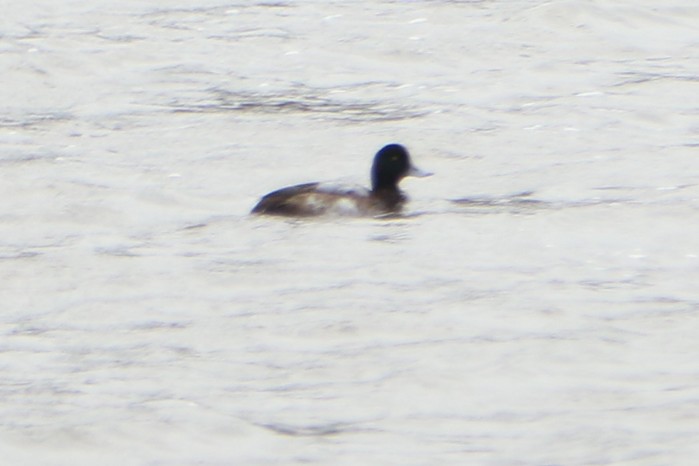 Scaup
