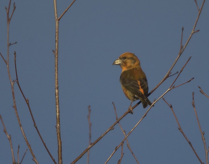 Crossbill