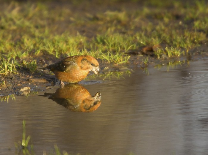 Crossbill