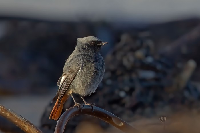 Black Redstart