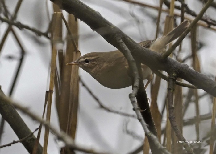 Dusky Warbler