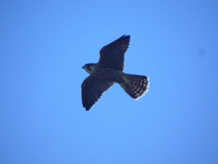 Peregrine