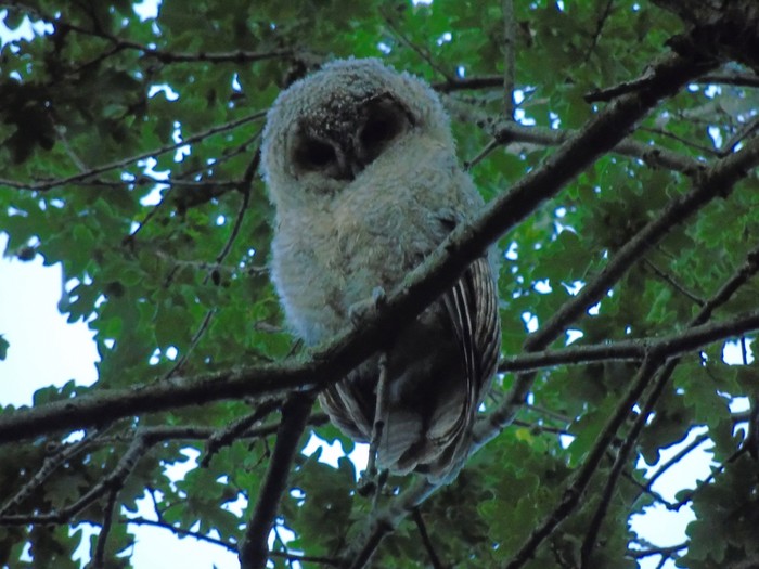 Tawny Owl