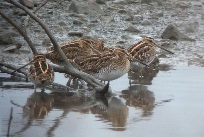 Snipe