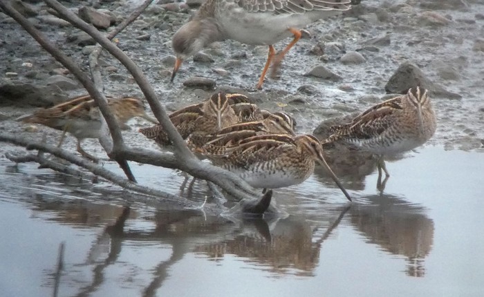Snipe