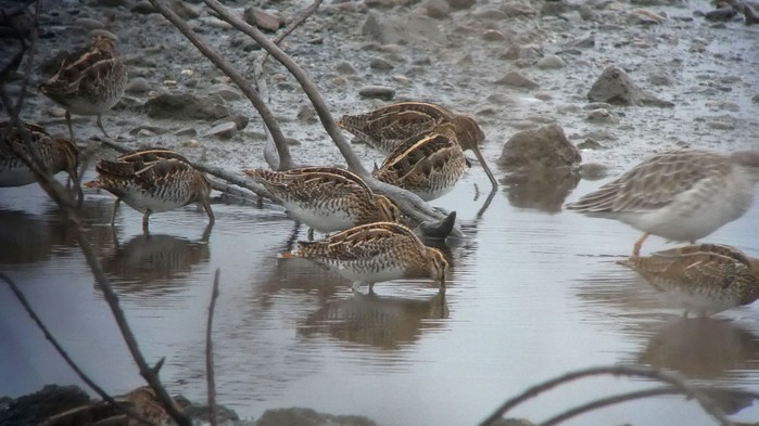 Snipe