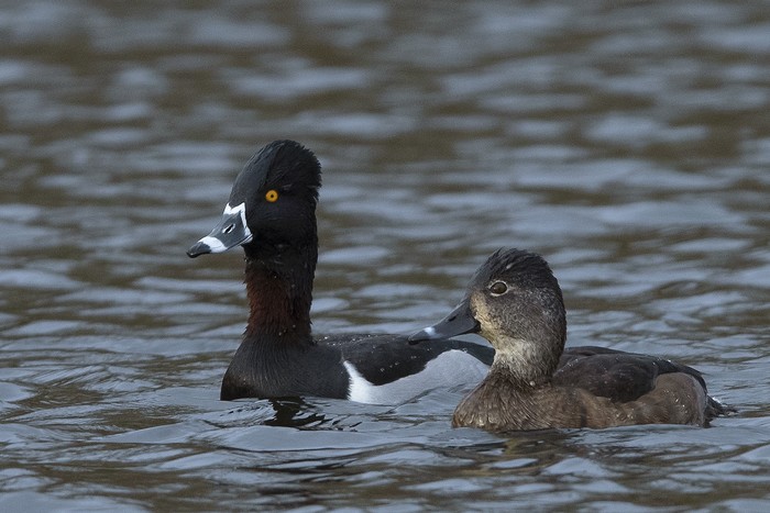 Ring-necked Duck