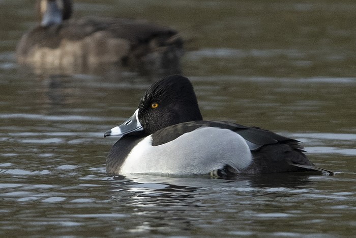 Ring-necked Duck