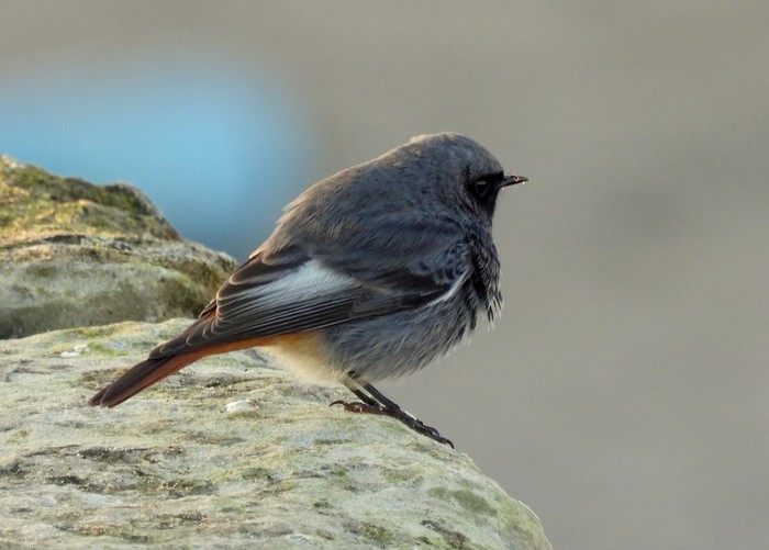 Black Redstart