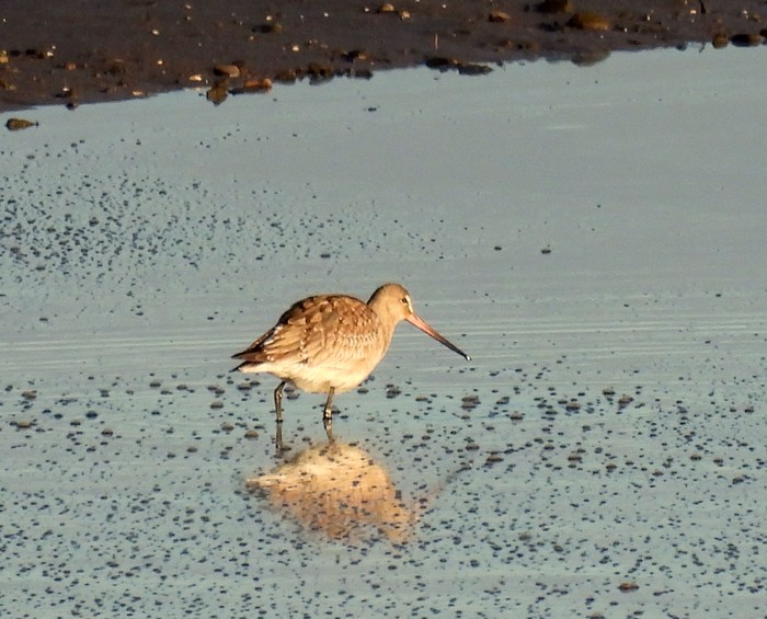 Hudsonian Godwit