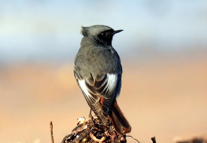 Black Redstart