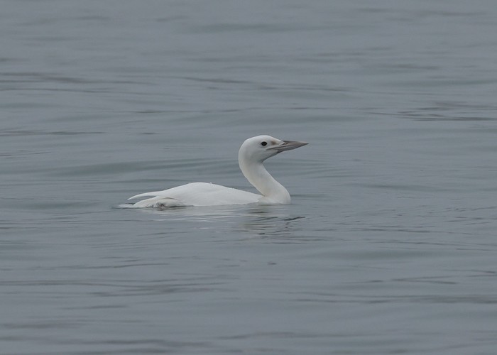 Great Northern Diver