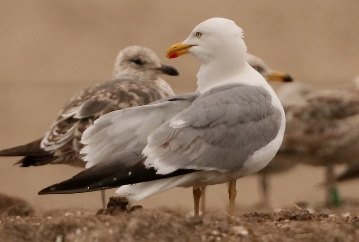 Yellow-legged Gull