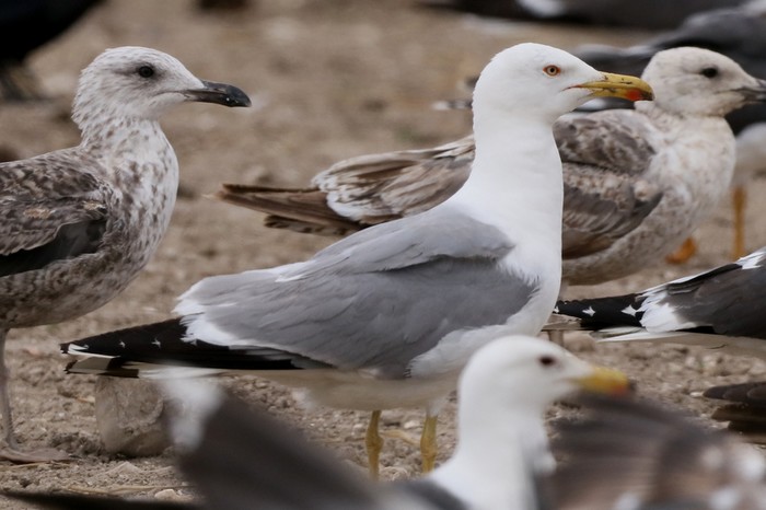 Yellow-legged Gull