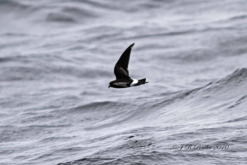 Wilson's Petrel