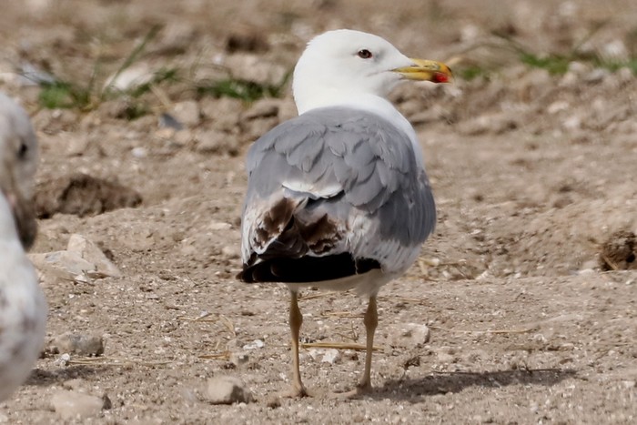 Yellow-legged Gull