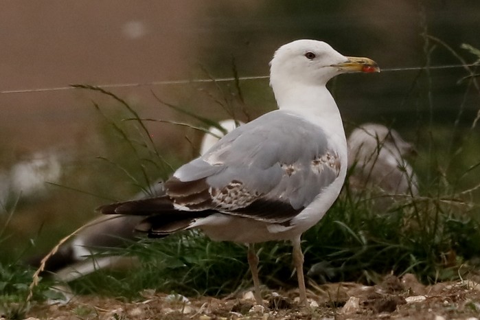 Yellow-legged Gull