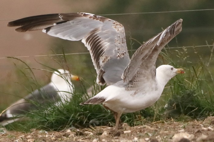 Yellow-legged Gull