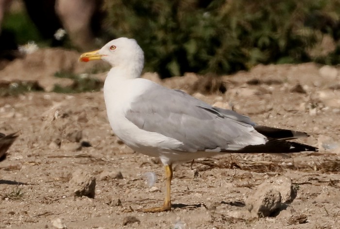 Yellow-legged Gull