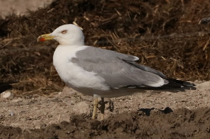 Yellow-legged Gull
