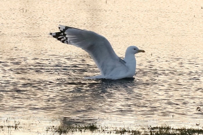Caspian Gull