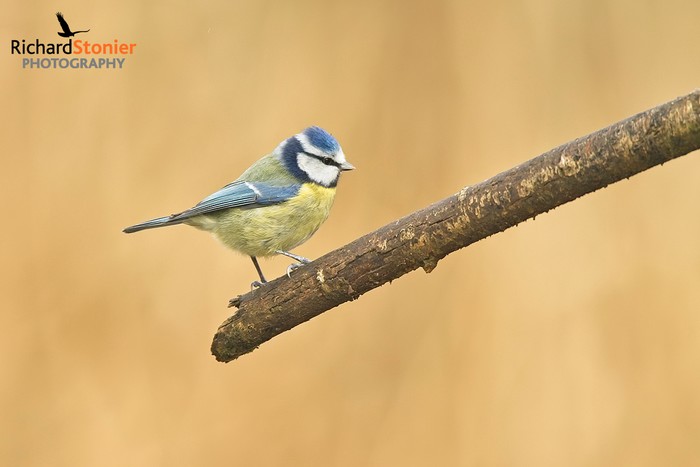 Blue Tit