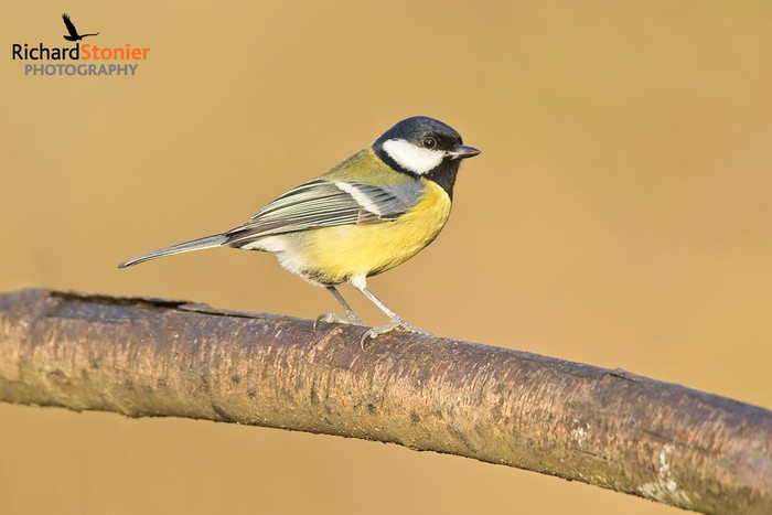 Great Tit