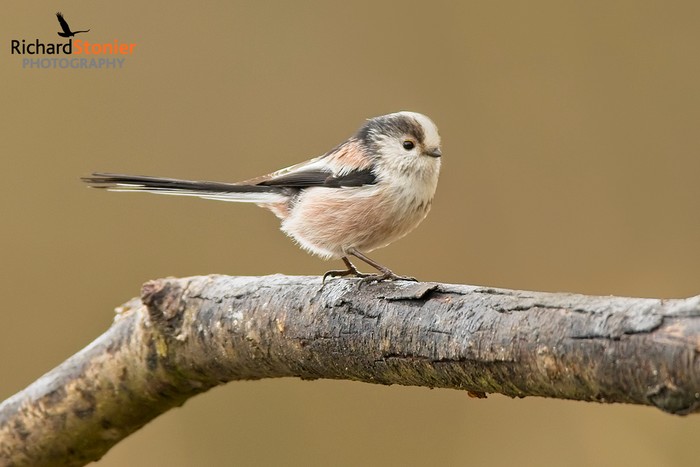 Long Tailed Tit
