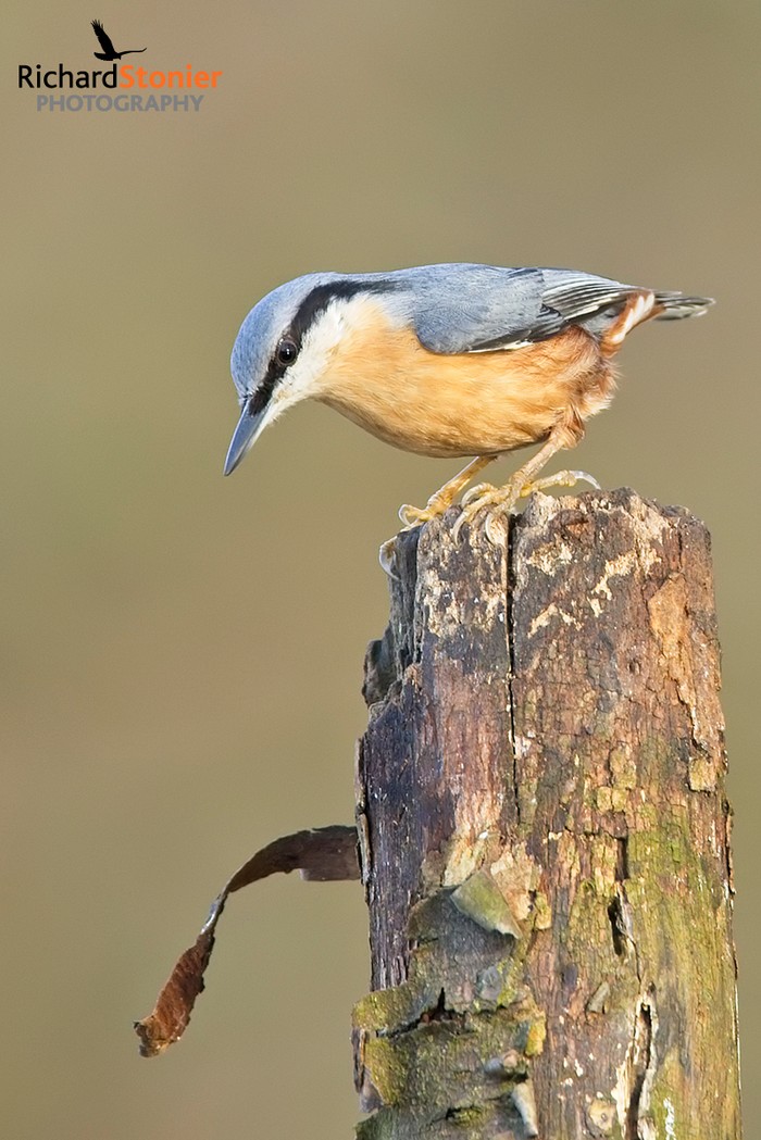 Nuthatch
