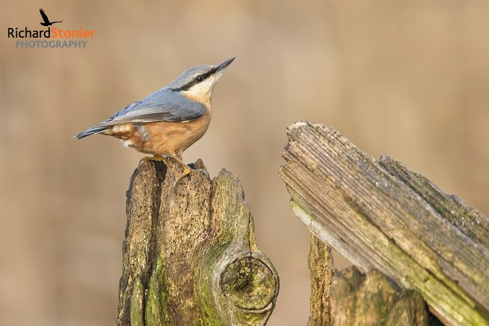 Nuthatch
