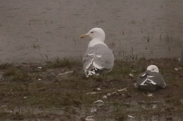 Caspian Gull