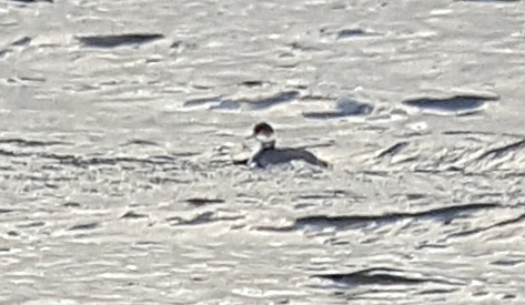 Black-necked Grebe