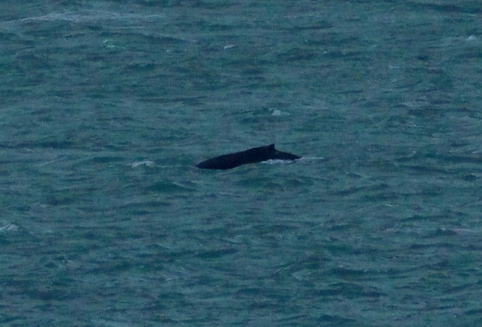 Humpback Whale