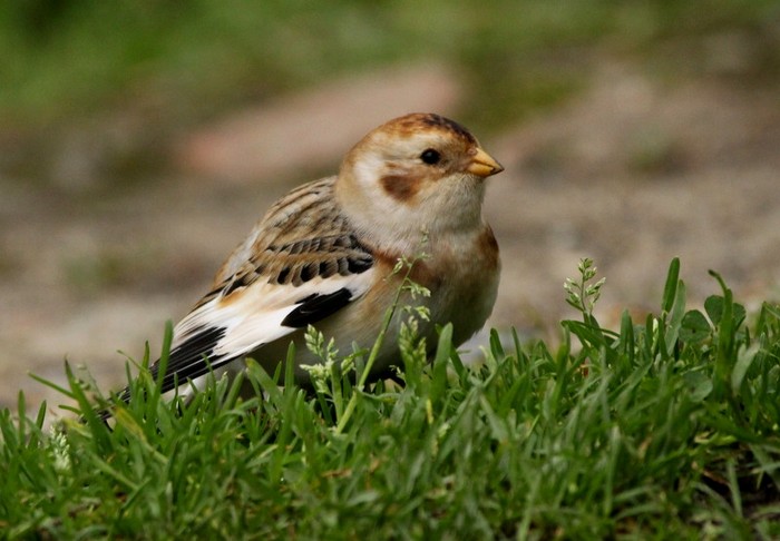 Snow Bunting