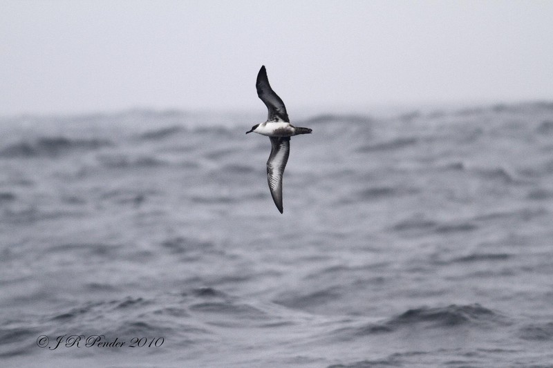 Great Shearwater