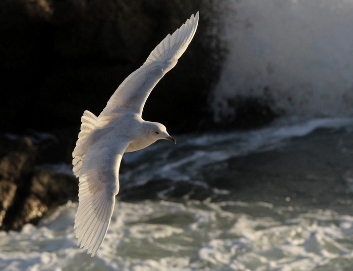 Iceland Gull
