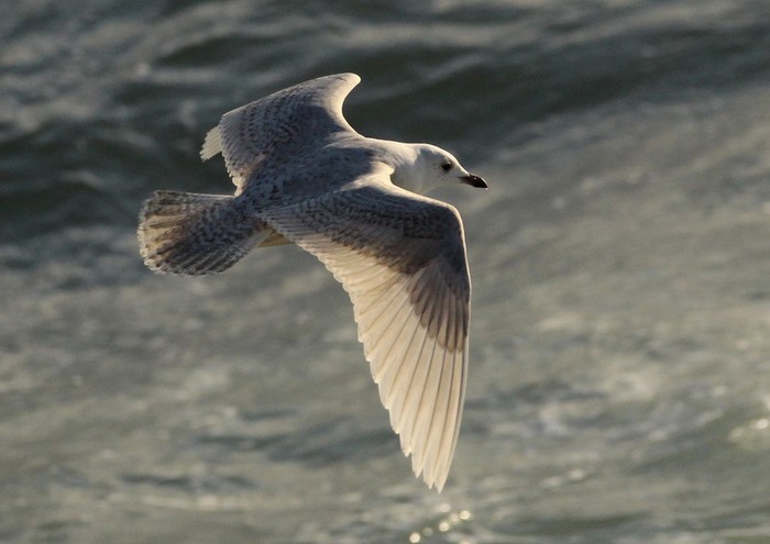 Iceland Gull