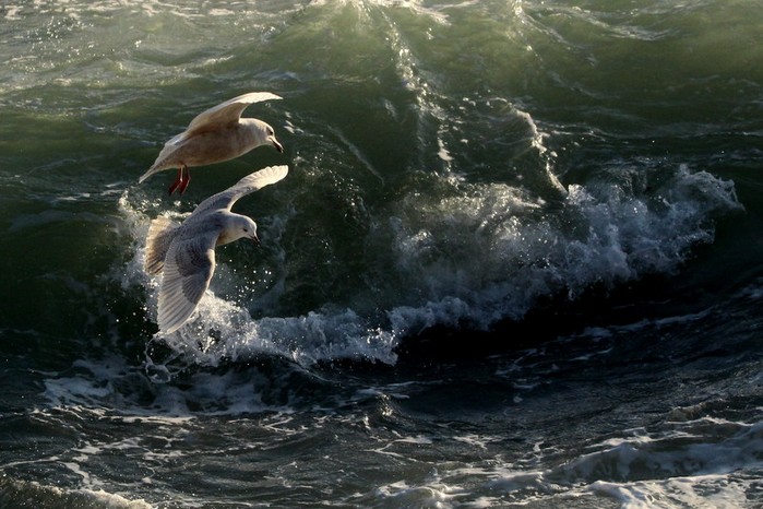 Iceland Gull