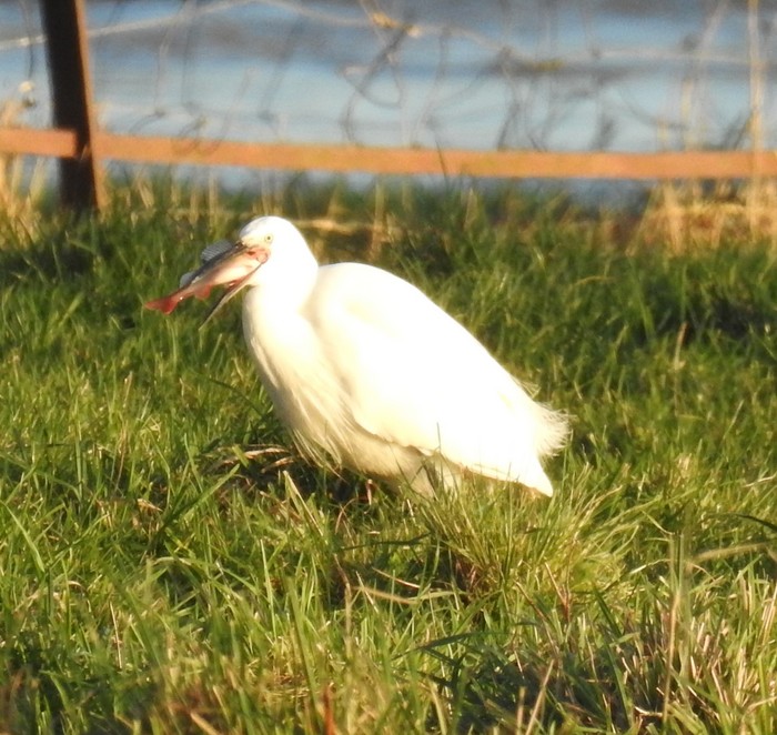 little egret 
