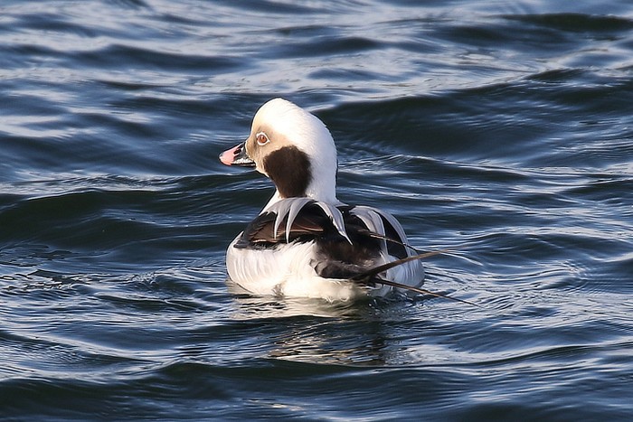 Long-tailed Duck