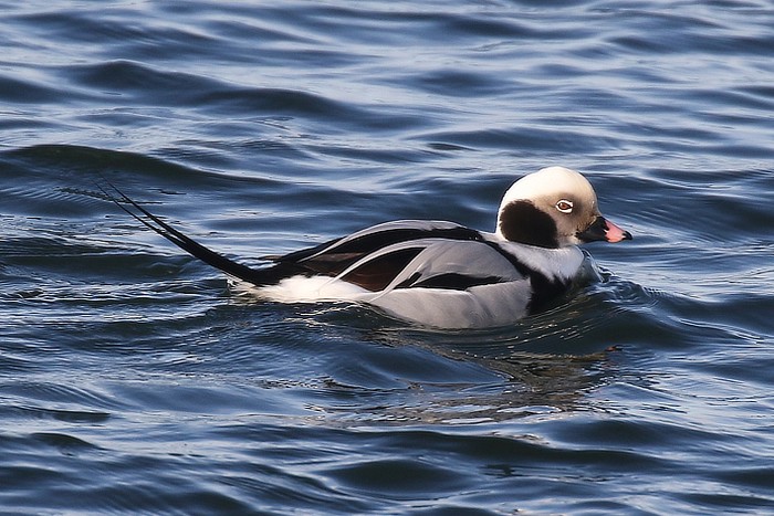 Long-tailed Duck