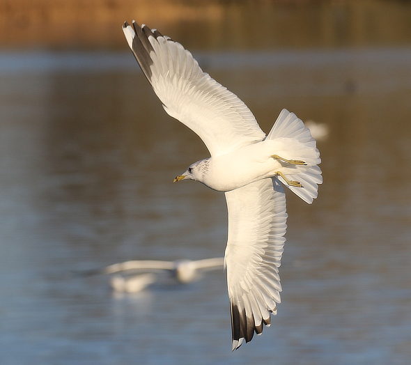 Common Gull