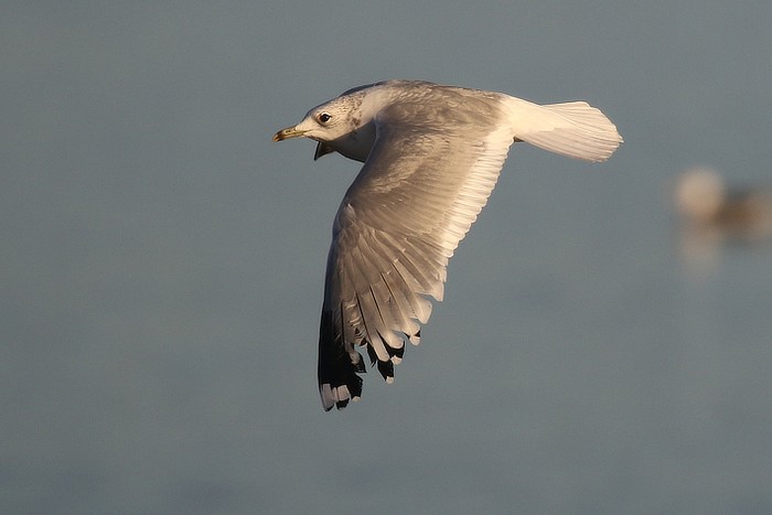Common Gull