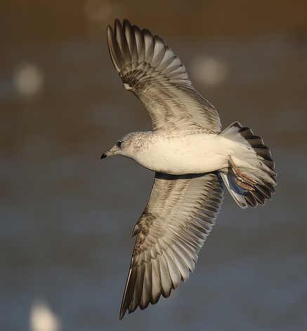 Common Gull