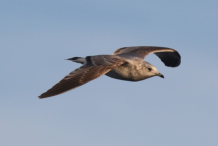 Common Gull
