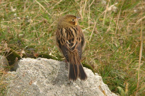 Chestnut-eared Bunting