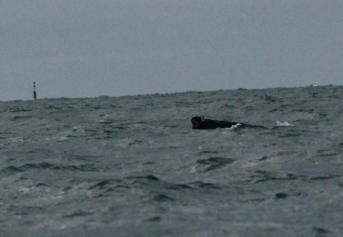 Humpback Whale