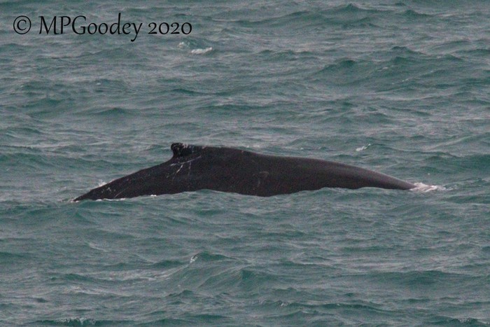 Humpback Whale